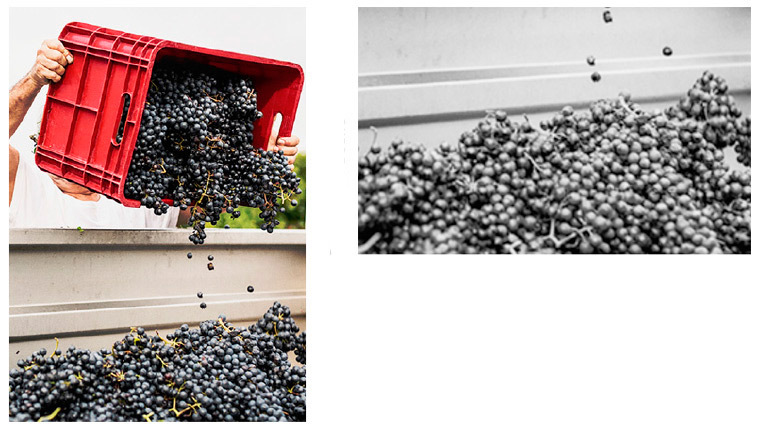 ribera del duero