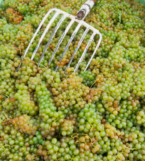uvas